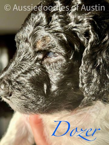 Aussiedoodle puppy from Aussiedoodles of Austin.