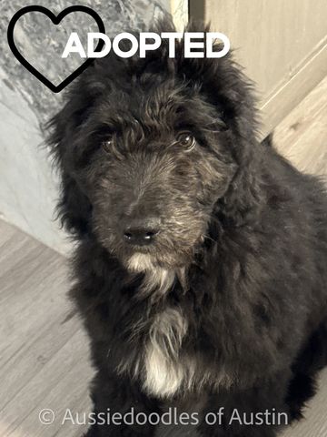 black and white aussiedoodle male puppy sitting
