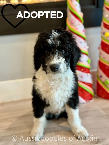 Aussiedoodle male puppy with christmas decorations.