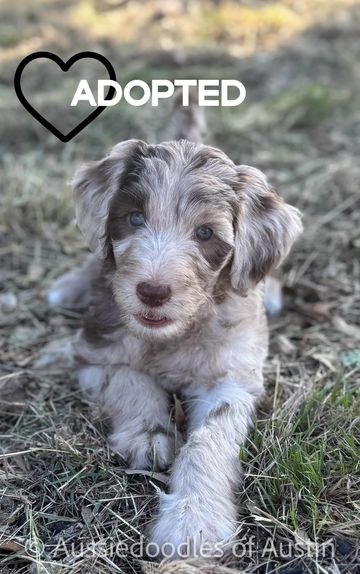 Red Tri Merle Aussiedoodle puppy