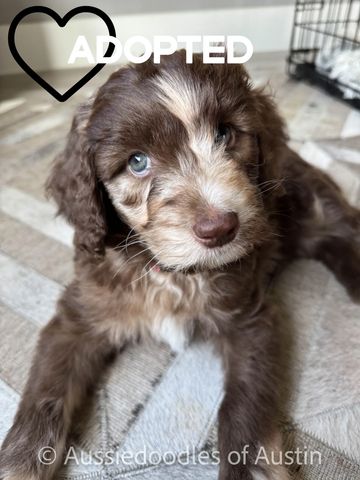 Red Merle Aussiedoodle Puppy