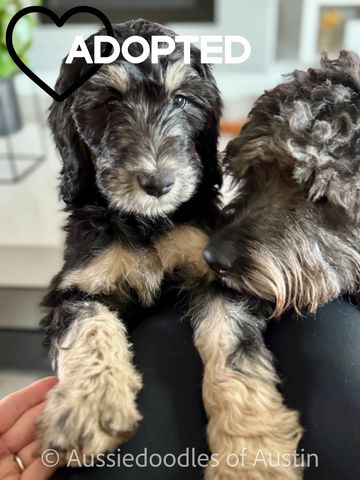 Aussiedoodle puppy with Aussiedoodle Sire