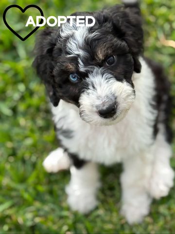 Wild Sable Aussie