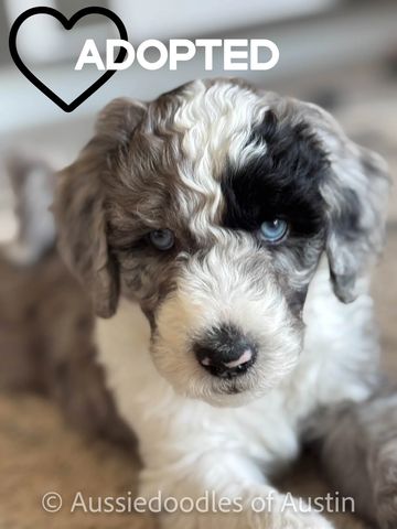 Blue Merle Tri Aussiedoodle puppy
