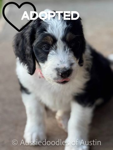 Tuxedo Tri with Copper Face Aussiedoodle Puppy