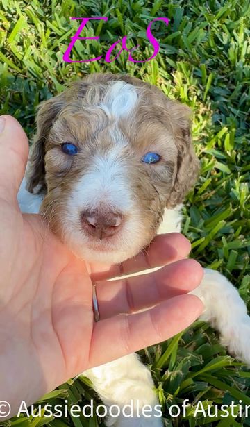 Red Merle Aussiedoodle puppy from Aussiedoodles of Austin.