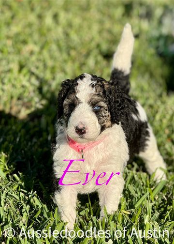 Tri-color Aussiedoodle puppy from Aussiedoodles of Austin.