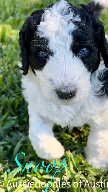 Black and White Aussiedoodle puppy from Aussiedoodles of Austin.