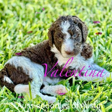 Chocolate Merle Aussiedoodle puppy from Aussiedoodles of Austin.