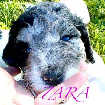 Blue Merle Aussiedoodle puppy from Aussiedoodles of Austin.