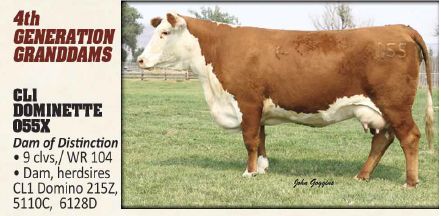 CHURCHILL DESPERADO 029H • Cattle Visions • Premier Multi-Breed