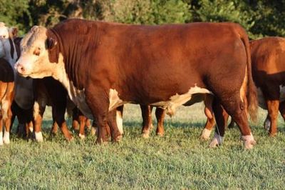 CHURCHILL DESPERADO 029H • Cattle Visions • Premier Multi-Breed