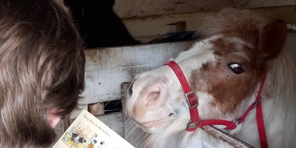 Students from Kiladangan NS reading to our Shetland Pony Babs