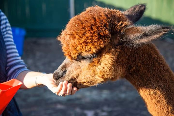 Hand feeding.jpg