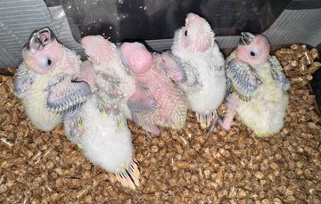 Picture is of 3 Mooncheek GCC & 3 Sun Conures. 