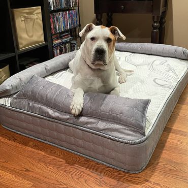 Our beloved Lucky enjoying his comfy mattress