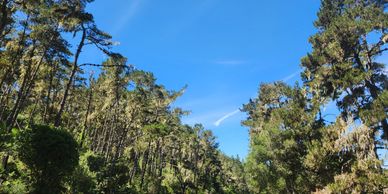 Tall trees under a clear blue sky in a forest.