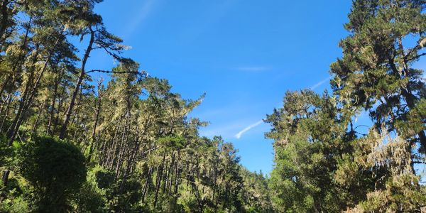 Tall trees under a clear blue sky in a forest.