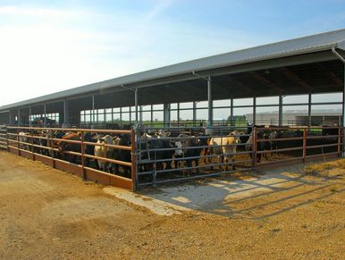 Cow Shed - Cattle Barn