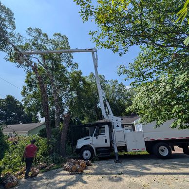 trimming a tree in bucket truck 