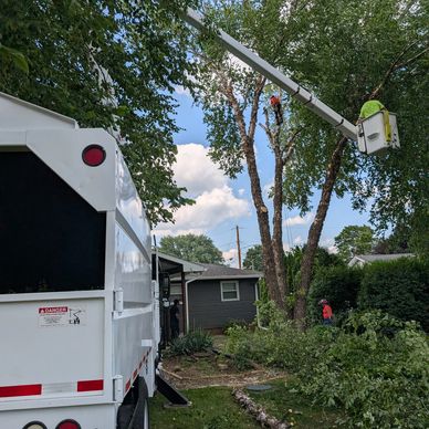 Tree removal in bucket truck 
