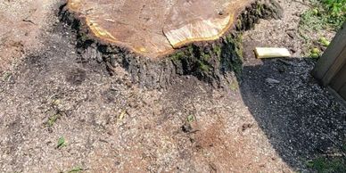 Stump grinding by tree guys 330 tree services 