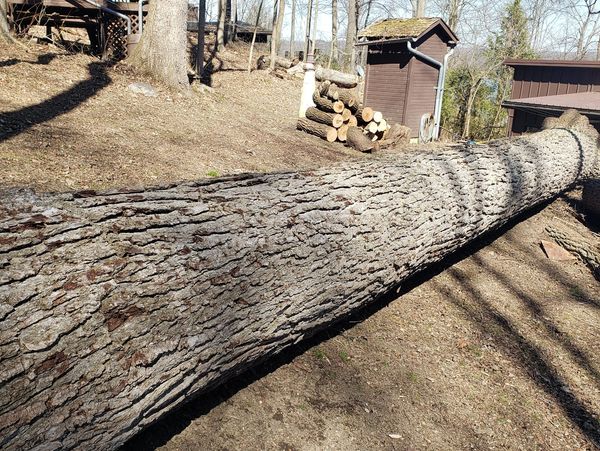 Tree guys tree removal