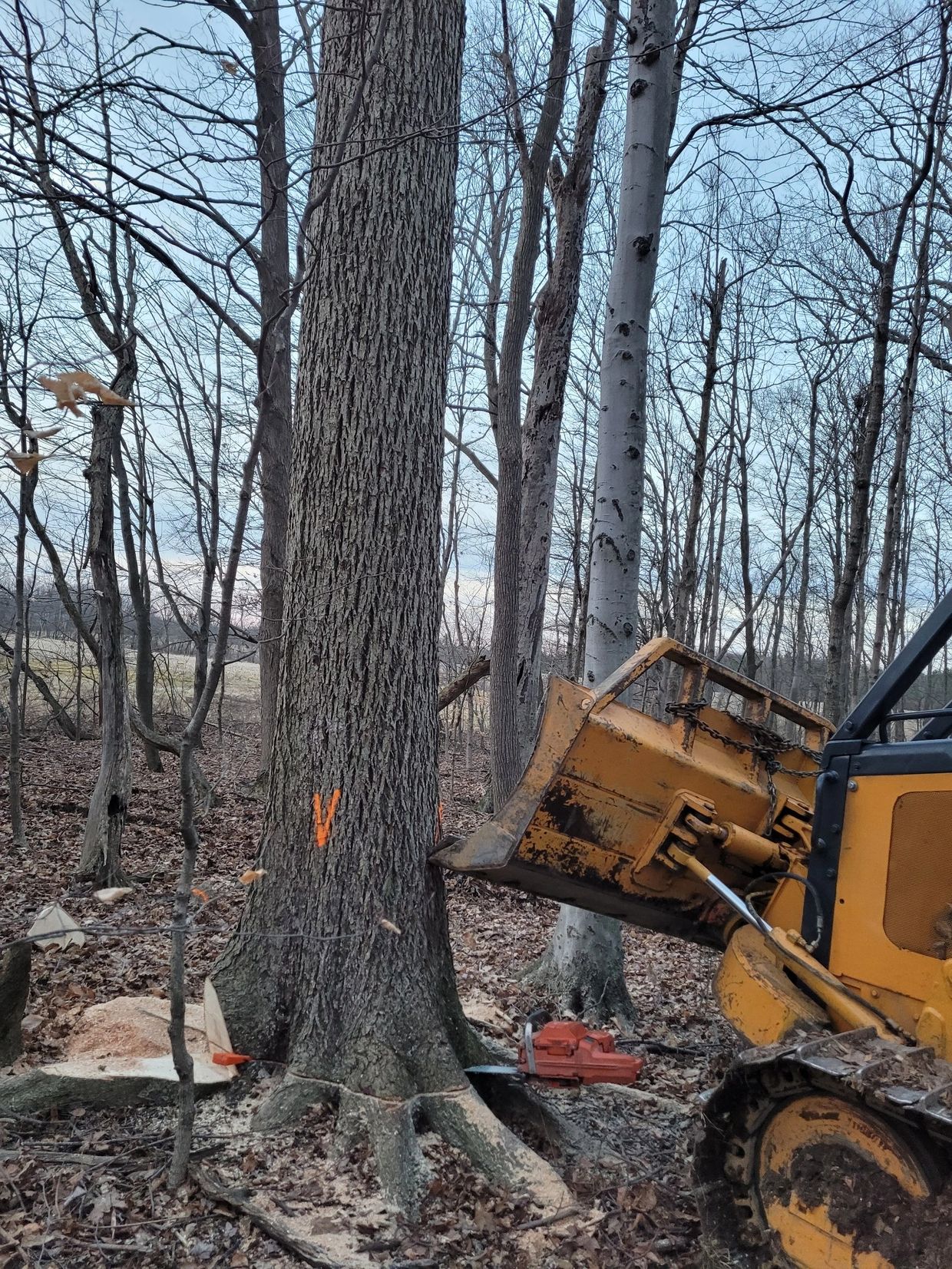 Cutting a tree