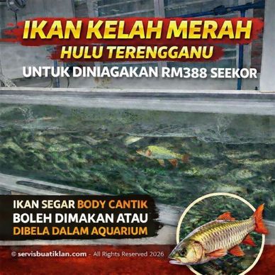 Fresh red mahseer fish from Hulu Terengganu sold for RM388 each.