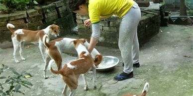 volunteering for street dogs