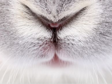 The Essentials Bunny Rabbit First Aid kit