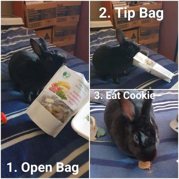 Bunny rabbit opening and eating their healthier choice oaten hay Rabbit Treat