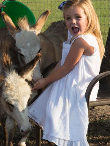 Young girl joyfully feeding two donkeys outdoors.