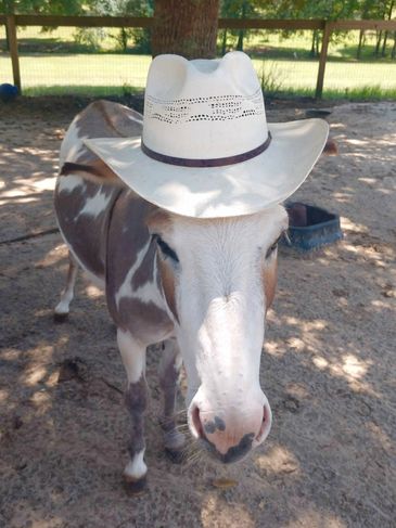 A donkey wearing a white cowboy hat outdoors.