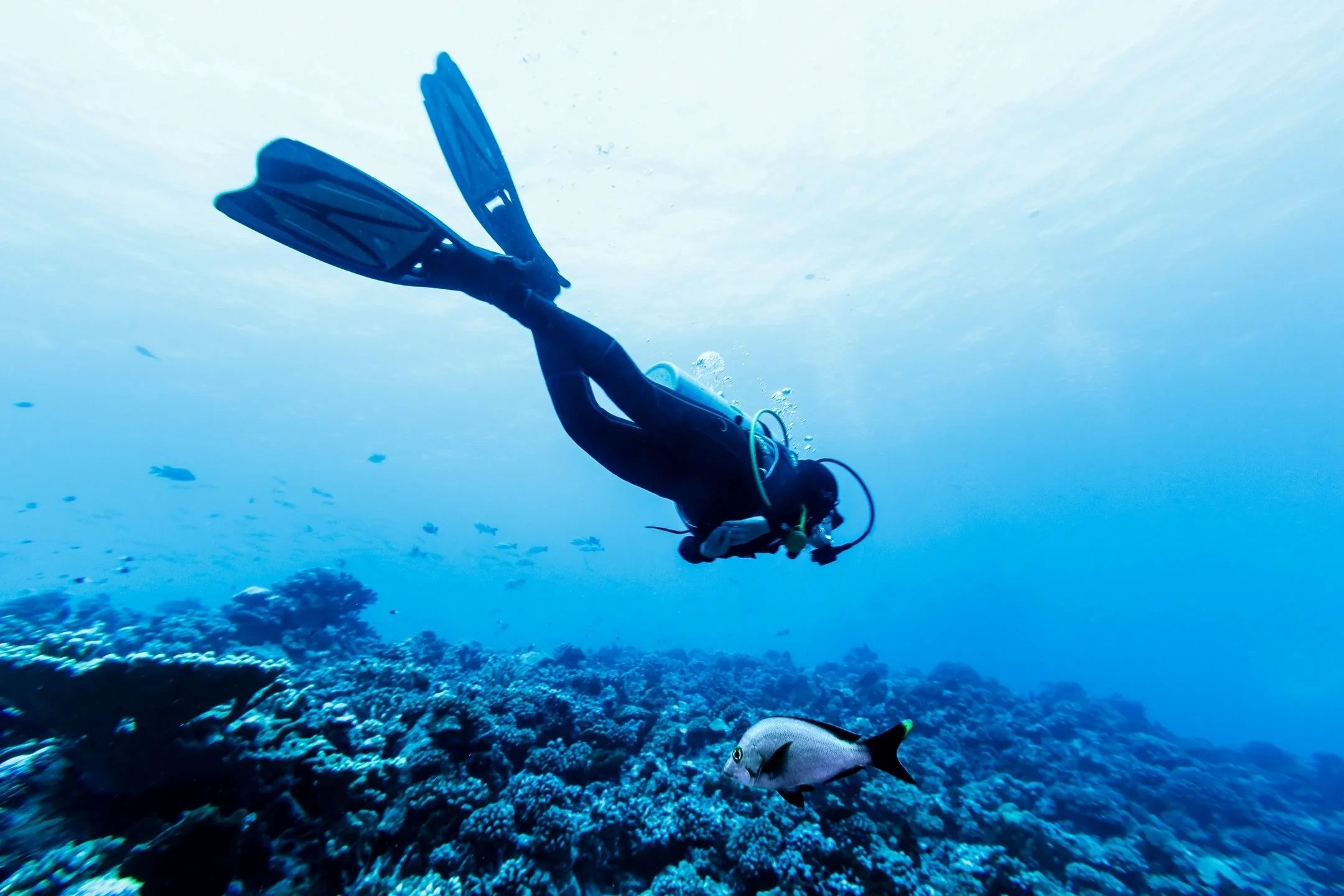 Naui Dive Master Course