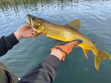 Small lake trout from Cree Lake