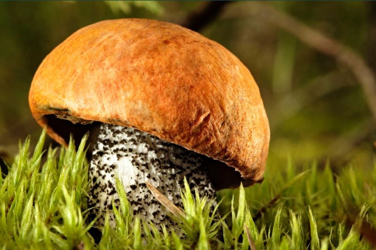 Mycorrhiza, connection between trees and the mycelium of common mushrooms