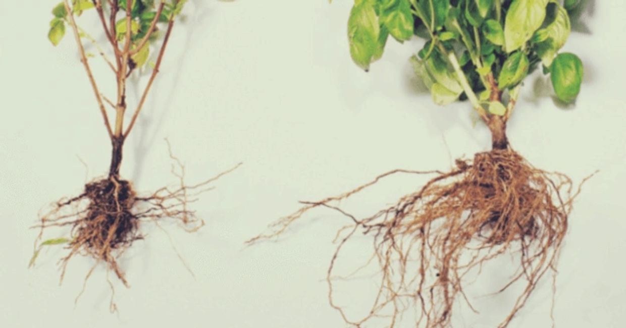 Comparison of two plants showing the difference in root and plant health. 