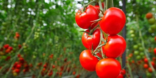 Powerful Benefits of Trichoderma Harzianum in Disease Control like Fusarium, Botrytis & Rhizoctonia