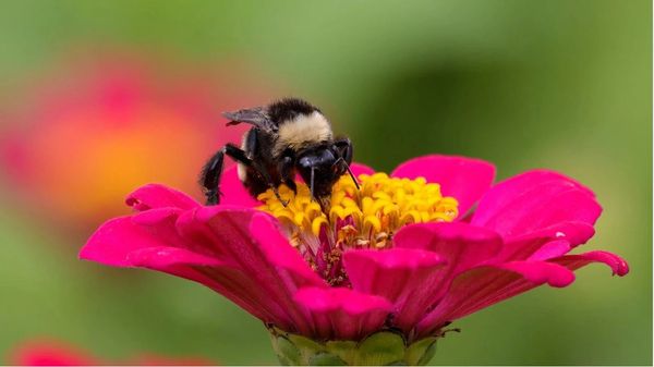 Bee Friendly, Bee Safe, Beneficial for Organisms Like Earthworms and Pollinators