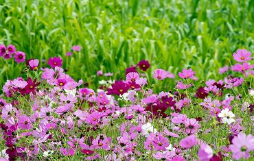 Corn and Wildflowers