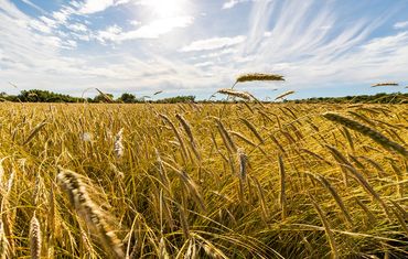 Hamptons Rye Field