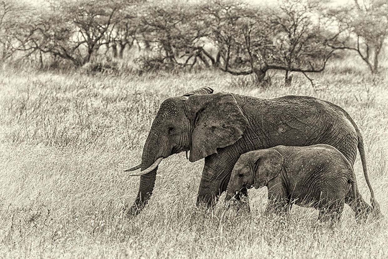 An elephant mother walking with her calf.