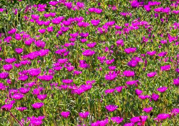 Field of purple wildflowers