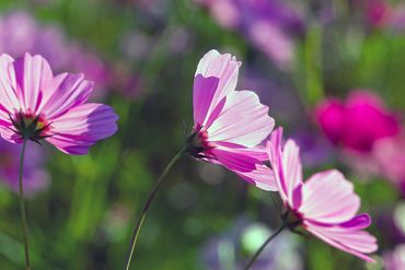 Close-up of pink and purple flowers