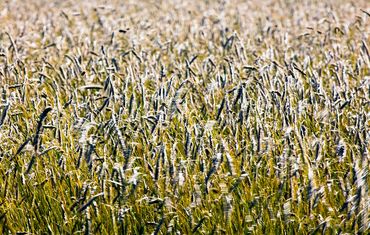 Rye Field Bridgehampton