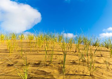 Walking Dunes