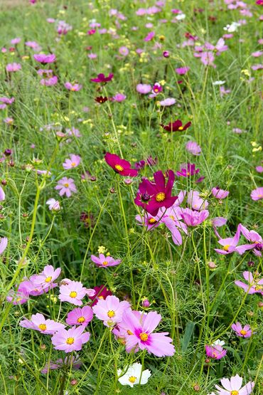 Wildflowers 3 Vert