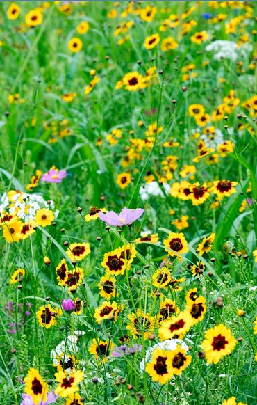 Green grass filled with yellow, white and purple wildflowers 