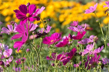 Magenta, purple and yellow wildflowers